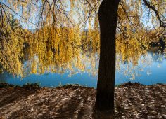 ¿Qué es un árbol?