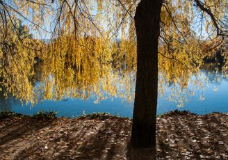 ¿Qué es un árbol?