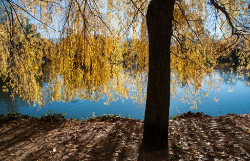 ¿Qué es un árbol?