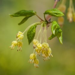 Acer monspessulanum. Flores