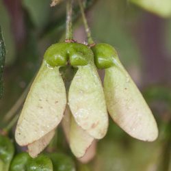 Acer monspessulanum. Frutos (disámaras)