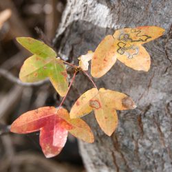 Acer monspessulanum. Hojas otoñales
