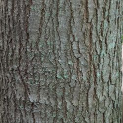 Acer monspessulanum. Corteza