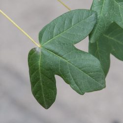 Acer monspessulanum. Hoja