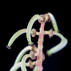 Ceratonia siliqua. Flores femeninas