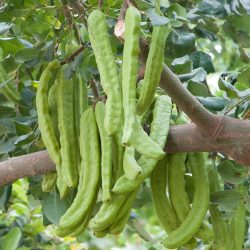 Ceratonia siliqua. Frutos