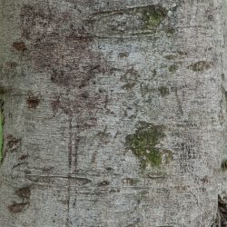 Ceratonia siliqua. Corteza