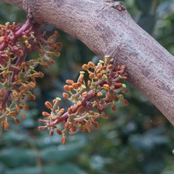 Ceratonia siliqua. Flores masculinas