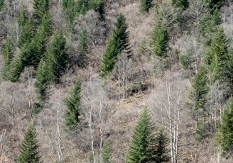 Bosque mixto de abeto (Abies alba) con abedules (Betula pendula)
