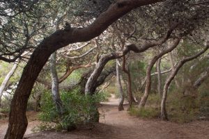 Pinos carrascos (Pinus halepensis) en la costa mediterránea