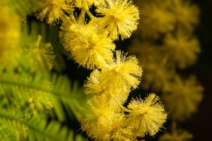 Acacia dealbata. Flores