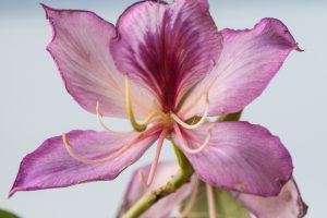 Bauhinia variegata. Flor