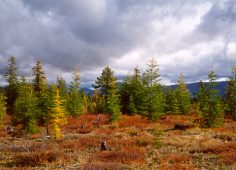 El Árbol del Fin del Mundo