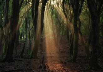 martin-podt a-forest-full-of-sunrays-
