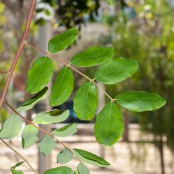 Ceratonia siliqua. Hoja compuesta